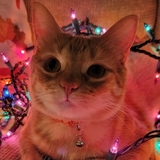 Entry image for Pumpkin