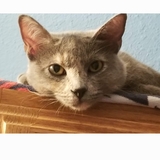 Entry image for Evie