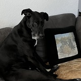 Entry image for Libby