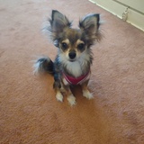 Entry image for Maverick 