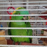 Entry image for Bernardo