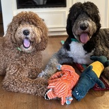 Entry image for Ryder and Bernie