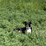 Entry image for Ralph