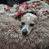 Entry image for Buddy