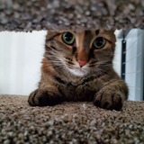 Entry image for Ember