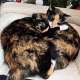 Entry image for Mini Me and Cali