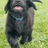 Entry image for Jesse Rose