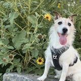 Entry image for Billy