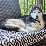 Entry image for Tikaani