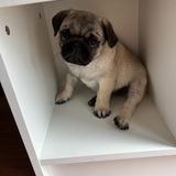 Entry image for Archie 