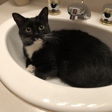 Entry image for Sailor