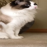 Entry image for Bailey