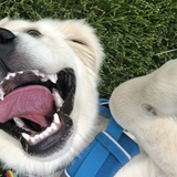 Entry image for Charlie