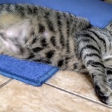 Entry image for K.C.