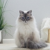 Entry image for Pippin