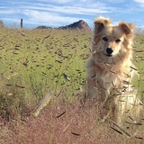 Entry image for Foxie