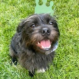 Entry image for Jameson/ Jamo