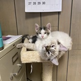 Entry image for Romeo and qaly