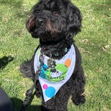 Entry image for Toothless