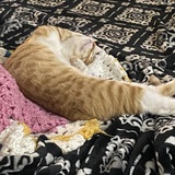 Entry image for Milky Luciano