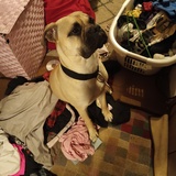 Entry image for Olive