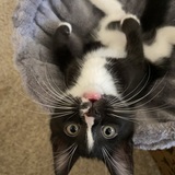 Entry image for Felix