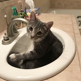 Entry image for Mr Peepers (Peeps)