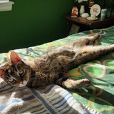 Entry image for Victoria