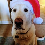 Entry image for Dobby