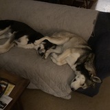 Entry image for Chief & Moonshine