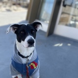 Entry image for Goggles