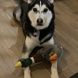 Entry image for Juno