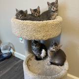 Entry image for Rosie, Kiko, Kala, Aurora and Mia