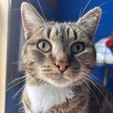 Entry image for Amelia