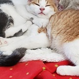 Entry image for Kris Kringle & St Nick