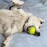 Entry image for Koda