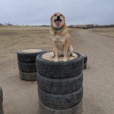 Entry image for Tora