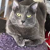 Entry image for Mikko