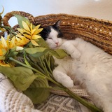 Entry image for Nino