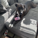 Entry image for Gigi