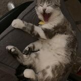 Entry image for Socket Rocket