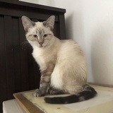 Entry image for Lynx