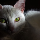 Entry image for Millie