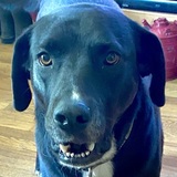 Entry image for Senka