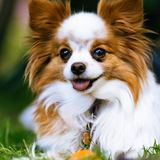 Entry image for Sparky