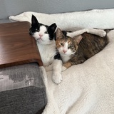 Entry image for Mickey and Hazel