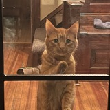 Entry image for Kit Kat