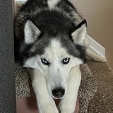 Entry image for Siren