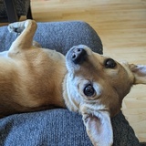 Entry image for Starfox