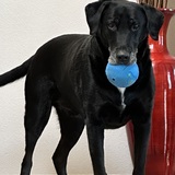 Entry image for Ollie